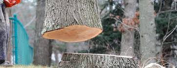 How Our Tree Care Process Works  in  Turnersville, NJ