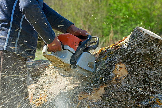 Best Emergency Tree Removal  in Turnersville, NJ